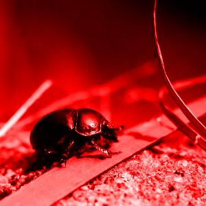 Beetle fully saturated