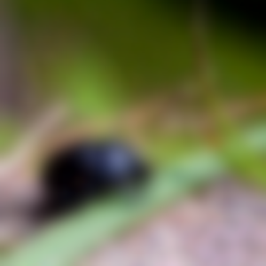 Beetle with radius 4.5