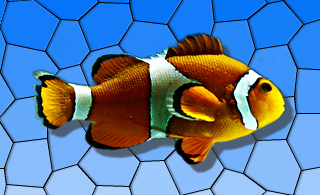 Effet d'ombre portée sur l'image d'un poisson